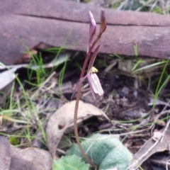 Cyrtostylis reniformis (Common Gnat Orchid) at Canberra Central, ACT by MattM