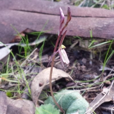 Cyrtostylis reniformis (Common Gnat Orchid) at Canberra Central, ACT by MattM