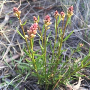 Stackhousia monogyna at Hackett, ACT - 5 Sep 2015 04:14 PM