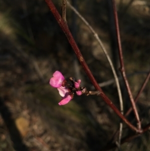 Indigofera adesmiifolia at Hackett, ACT - 5 Sep 2015