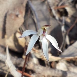 Caladenia fuscata at Canberra Central, ACT - suppressed