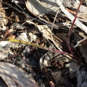 Caladenia fuscata at Canberra Central, ACT - suppressed