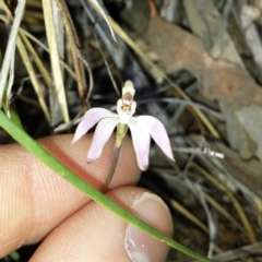 Caladenia fuscata at Canberra Central, ACT - suppressed