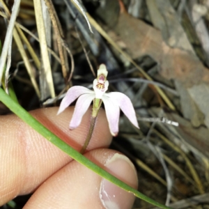 Caladenia fuscata at Canberra Central, ACT - suppressed