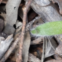 Caladenia atrovespa (Green-comb Spider Orchid) at Canberra Central, ACT - 4 Sep 2015 by MattM