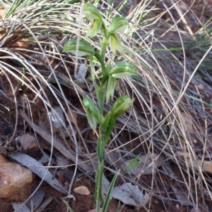 Bunochilus umbrinus (ACT) = Pterostylis umbrina (NSW) at suppressed - suppressed