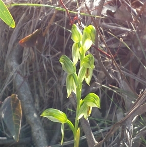 Bunochilus umbrinus (ACT) = Pterostylis umbrina (NSW) at suppressed - suppressed