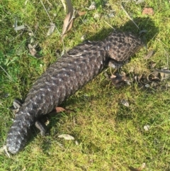 Tiliqua rugosa at Hackett, ACT - 5 Sep 2015 03:21 PM