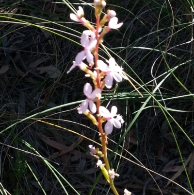Stylidium graminifolium (Grass Triggerplant) at Canberra Central, ACT - 8 Nov 2014 by MAX