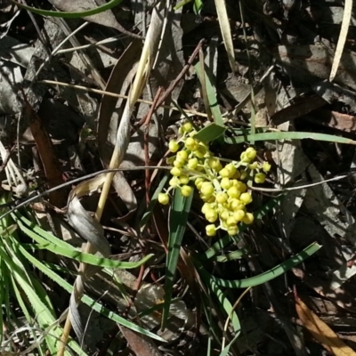 Lomandra multiflora (Many-flowered Matrush) at Canberra Central, ACT - 8 Nov 2014 by MAX