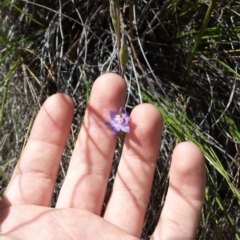 Thelymitra pauciflora (Slender Sun Orchid) at Hackett, ACT - 18 Oct 2014 by MattM