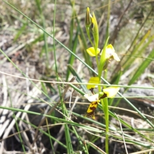 Diuris sulphurea at Hackett, ACT - suppressed