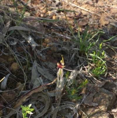 Caladenia actensis (Canberra Spider Orchid) at Hackett, ACT - 18 Oct 2014 by MattM