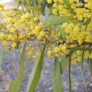 Acacia rubida at Theodore, ACT - 5 Sep 2015 06:05 PM