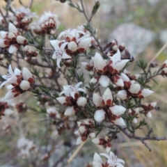 Cryptandra speciosa subsp. speciosa (Silky Cryptandra) at Melrose - 5 Sep 2015 by michaelb