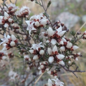 Cryptandra speciosa subsp. speciosa at Theodore, ACT - 5 Sep 2015 06:17 PM