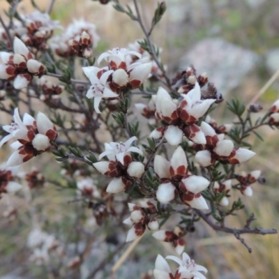 Cryptandra speciosa subsp. speciosa (Silky Cryptandra) at Melrose - 5 Sep 2015 by michaelb