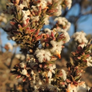 Leucopogon attenuatus at Theodore, ACT - 5 Sep 2015