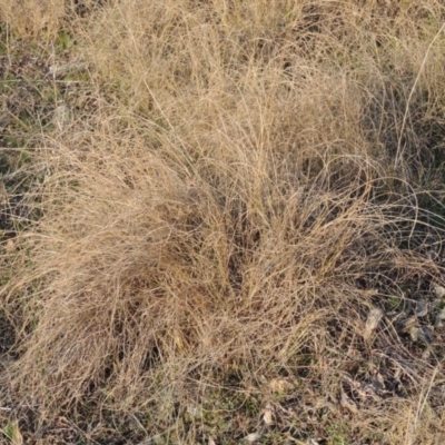 Eragrostis curvula (African Lovegrass) at Theodore, ACT - 5 Sep 2015 by michaelb