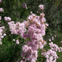 Kunzea parvifolia (Violet Kunzea) at Watson, ACT - 19 Oct 2014 by MAX