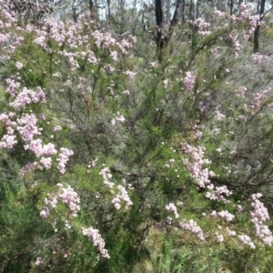 Kunzea parvifolia at Watson, ACT - 19 Oct 2014 12:25 PM