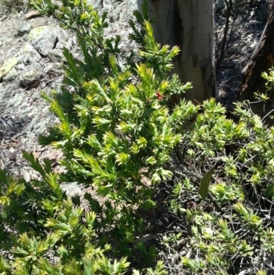 Styphelia triflora (Five-corners) at Majura, ACT - 19 Oct 2014 by MPW