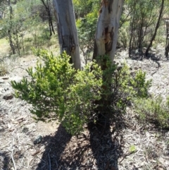 Styphelia triflora at Majura, ACT - 19 Oct 2014