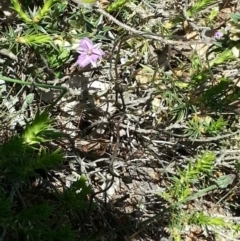 Thysanotus patersonii (Twining Fringe Lily) at Majura, ACT - 19 Oct 2014 by MAX