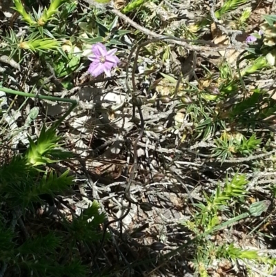 Thysanotus patersonii (Twining Fringe Lily) at Majura, ACT - 19 Oct 2014 by MAX