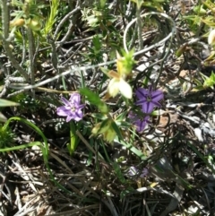 Thysanotus patersonii at Majura, ACT - 19 Oct 2014