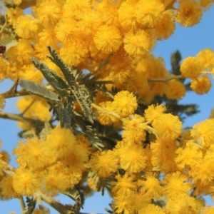 Acacia dealbata at Theodore, ACT - 5 Sep 2015