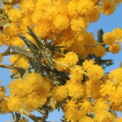 Acacia dealbata (Silver Wattle) at Melrose - 5 Sep 2015 by michaelb