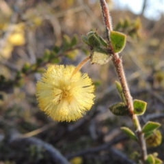 Acacia gunnii (Ploughshare Wattle) at Theodore, ACT - 5 Sep 2015 by michaelb