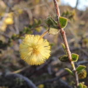 Acacia gunnii at Theodore, ACT - 5 Sep 2015