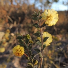 Acacia gunnii at Theodore, ACT - 5 Sep 2015