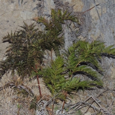 Pteridium esculentum (Bracken) at Melrose - 5 Sep 2015 by michaelb