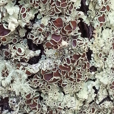 Flavoparmelia rutidota (Flavoparmelia Lichen) at Mount Majura - 8 Feb 2015 by MAX