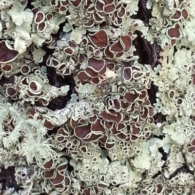 Flavoparmelia rutidota (Flavoparmelia Lichen) at Hackett, ACT - 8 Feb 2015 by MPW