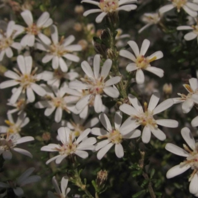 Olearia microphylla (Olearia) at Bruce, ACT - 4 Sep 2015 by pinnaCLE