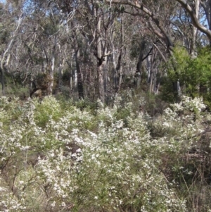 Olearia microphylla at Bruce, ACT - 5 Sep 2015