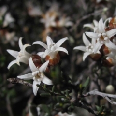 Cryptandra speciosa subsp. speciosa (Silky Cryptandra) at Hawker, ACT - 2 Sep 2014 by pinnaCLE