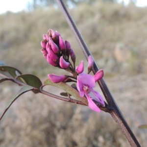 Indigofera australis subsp. australis at Theodore, ACT - 5 Sep 2015