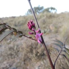 Indigofera australis subsp. australis at Theodore, ACT - 5 Sep 2015