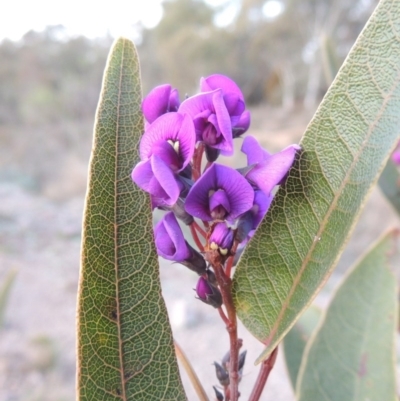 Hardenbergia violacea (False Sarsaparilla) at Theodore, ACT - 5 Sep 2015 by michaelb