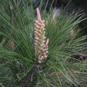 Pinus radiata at Theodore, ACT - 5 Sep 2015 07:04 PM