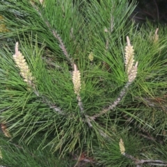 Pinus radiata at Theodore, ACT - 5 Sep 2015 07:04 PM