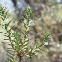 Melichrus urceolatus at Acton, ACT - 1 Sep 2015 09:51 AM