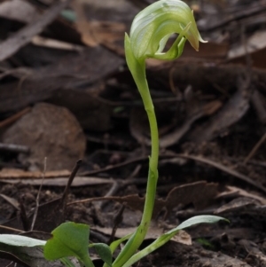 Pterostylis nutans at Canberra Central, ACT - suppressed