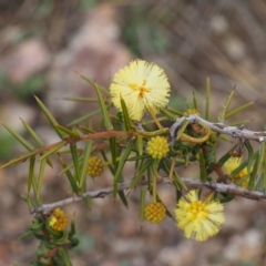 Acacia ulicifolia at Cotter River, ACT - 30 Aug 2015 10:15 AM