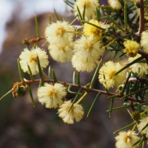 Acacia ulicifolia at Cotter River, ACT - 30 Aug 2015 10:15 AM